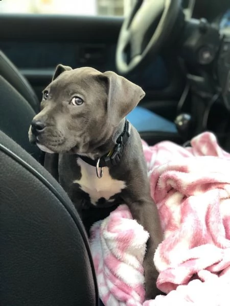 meravigliose cucciole di pitbull terrier | Foto 3