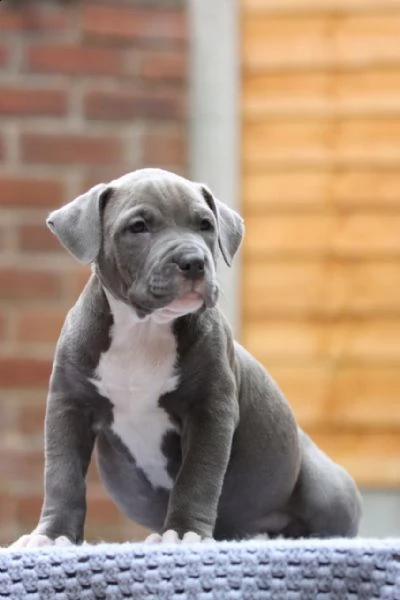 meravigliose cucciole di pitbull terrier | Foto 1