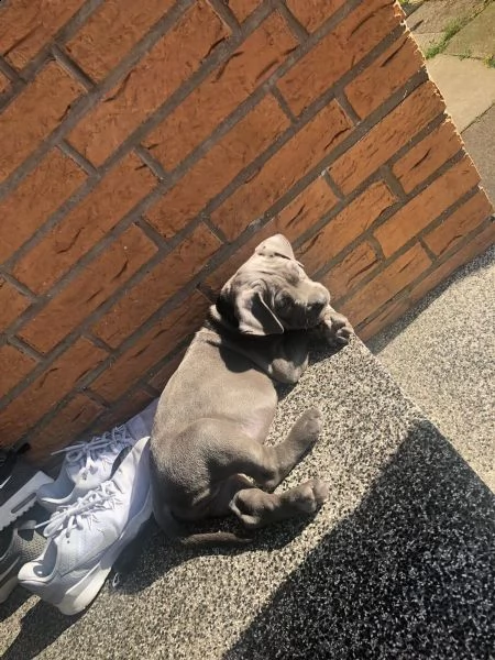 meravigliose cucciole di pitbull terrier