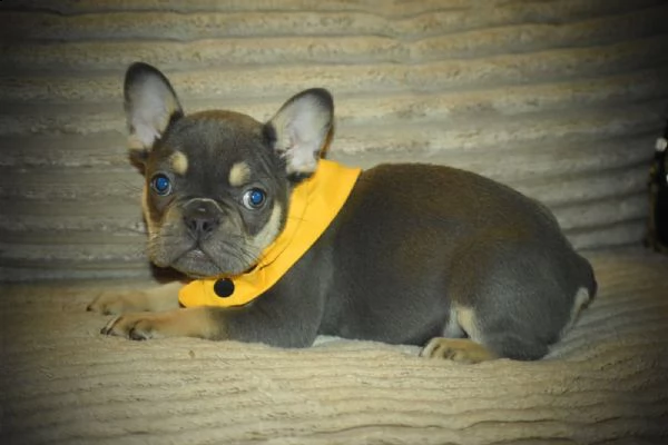 cuccioli bouledogue francese blue occhi azzurri | Foto 1