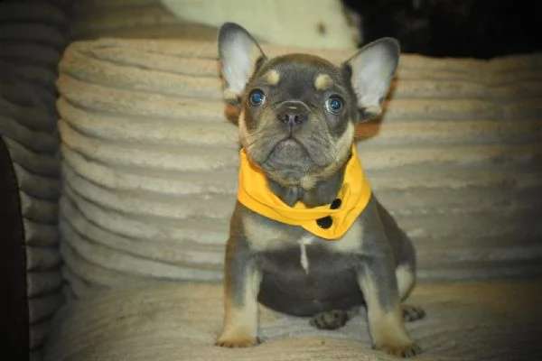 cuccioli bouledogue francese blue occhi azzurri