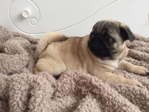disponibili meravigliosi cuccioli di carlino | Foto 0