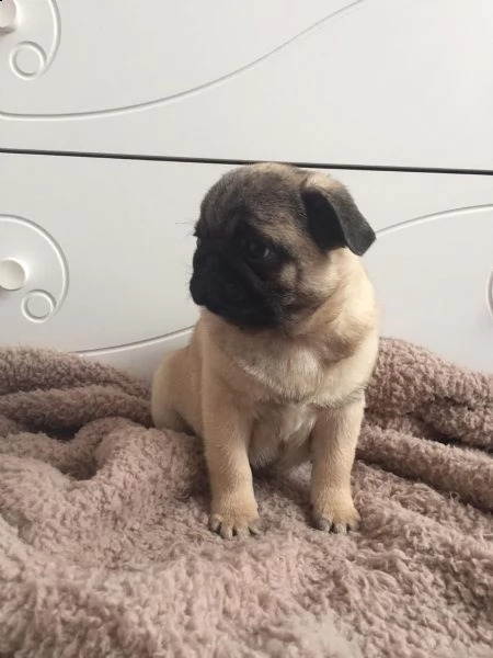 disponibili meravigliosi cuccioli di carlino