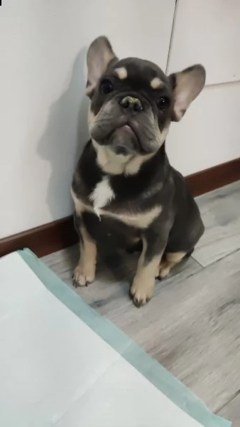 bulldog francese di 4 mesi maschio  | Foto 0