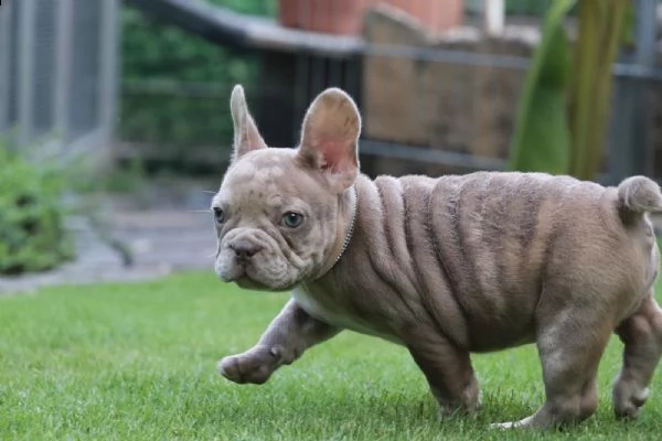 bulldog - bouledogue francese cuccioli blu | Foto 2