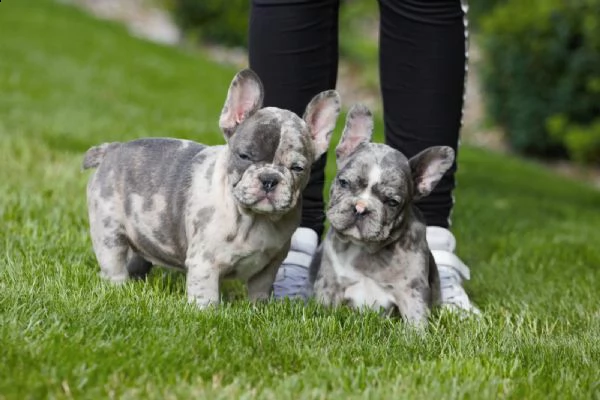 bulldog - bouledogue francese cuccioli blu | Foto 0