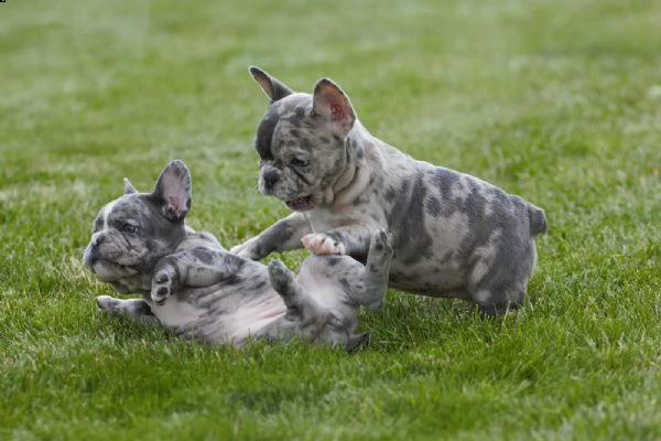 bulldog - bouledogue francese cuccioli blu