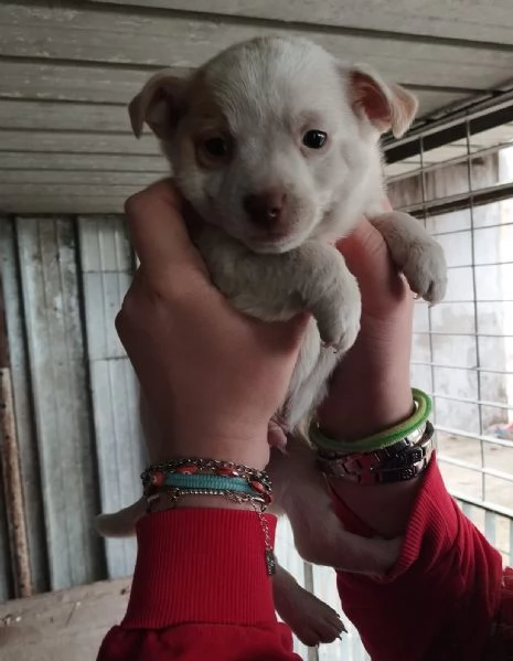 4 CUCCIOLI DI FUTURA TAGLIA PICCOLA DI 2 MESI