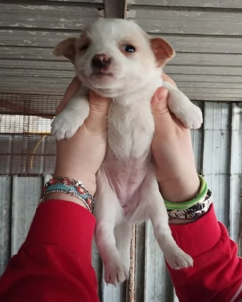 4 CUCCIOLI DI FUTURA TAGLIA PICCOLA DI 2 MESI | Foto 2