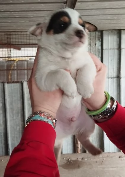 4 CUCCIOLI DI FUTURA TAGLIA PICCOLA DI 2 MESI | Foto 1