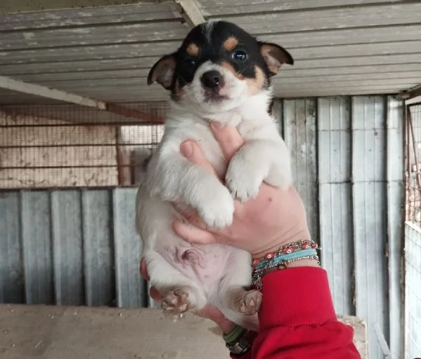 4 CUCCIOLI DI FUTURA TAGLIA PICCOLA DI 2 MESI | Foto 0