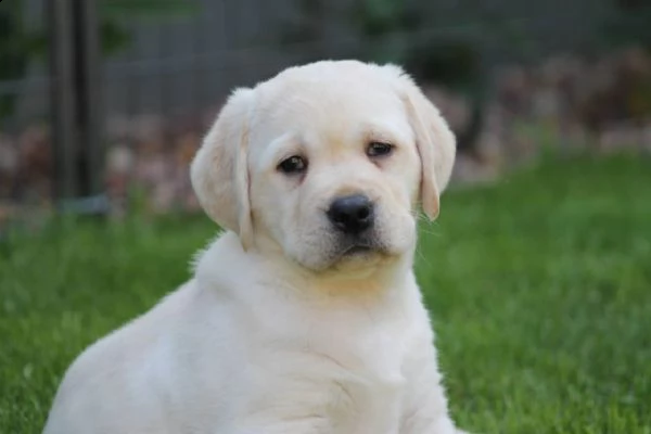 maschio e femmina cucciolotti di labrador disponibili | Foto 2