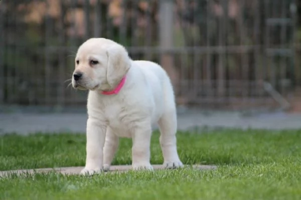 maschio e femmina cucciolotti di labrador disponibili | Foto 1