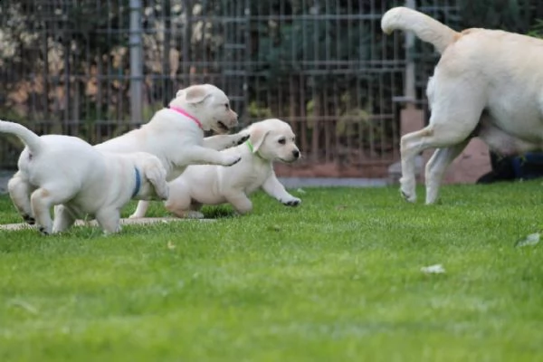 maschio e femmina cucciolotti di labrador disponibili