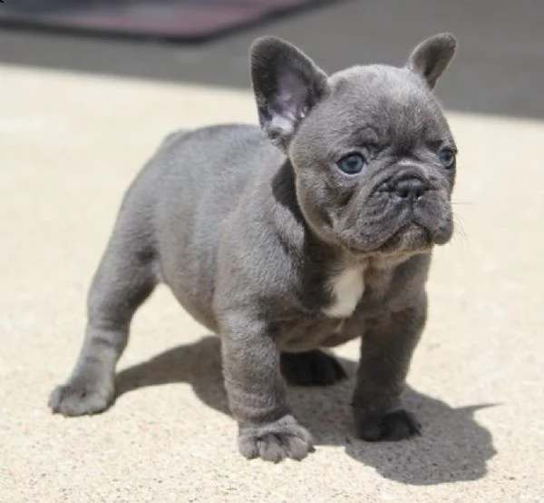 bouledogue francese cucciolata bianco neri e neri  | Foto 1