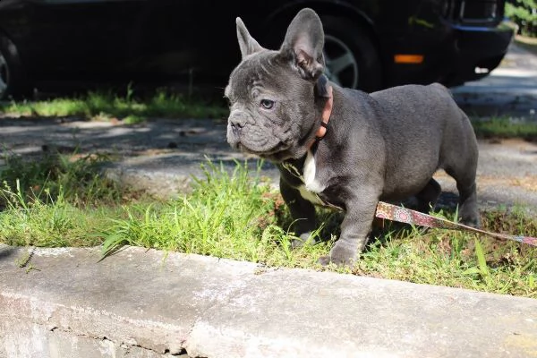 bouledogue francesi di alta genealogia! | Foto 2