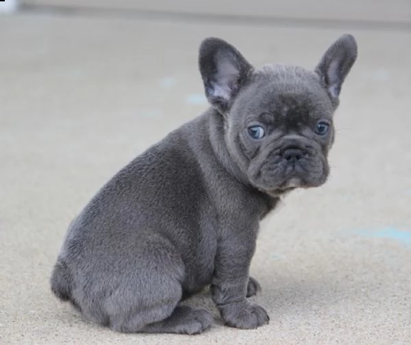bouledogue francesi di alta genealogia!