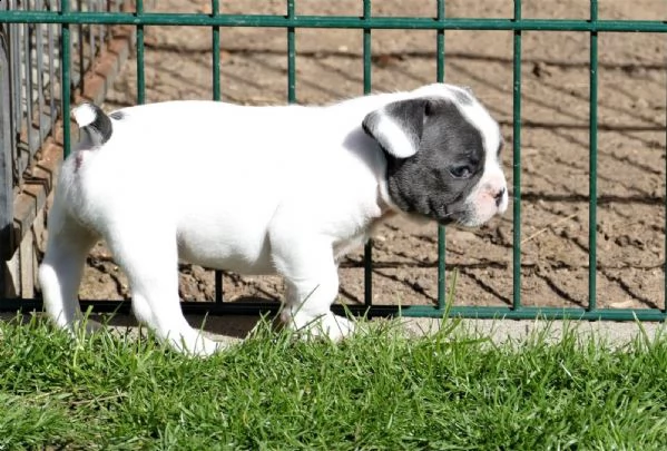 regalo bouledogue francese cuccioli disponibili | Foto 2