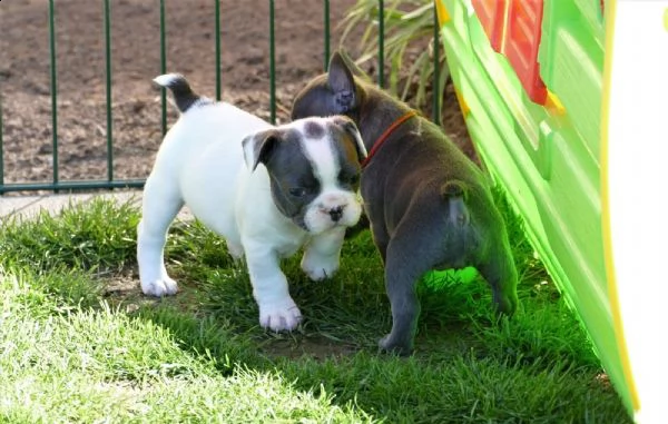 regalo bouledogue francese cuccioli disponibili