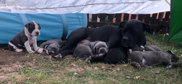 disponibile cucciola american pit bull terrier  | Foto 1