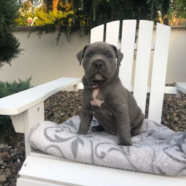 disponibile cucciola american pit bull terrier  | Foto 0