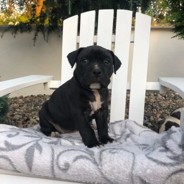disponibile cucciola american pit bull terrier 