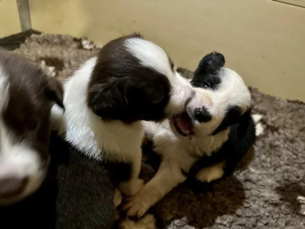 splendidi cuccioli di border collie | Foto 3