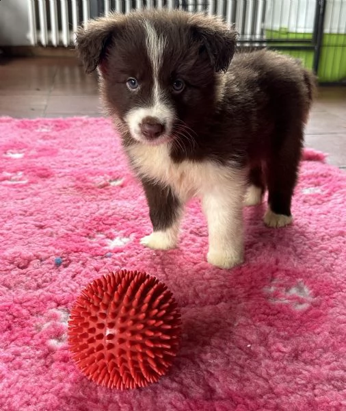 vendesi cuccioli di alta genealogia | Foto 6
