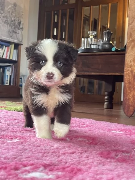 vendesi cuccioli di alta genealogia | Foto 5