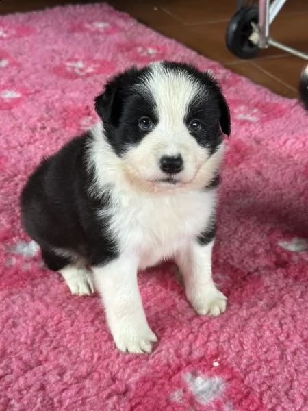 vendesi cuccioli di alta genealogia | Foto 1