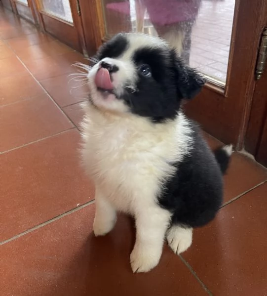 vendesi cuccioli di alta genealogia
