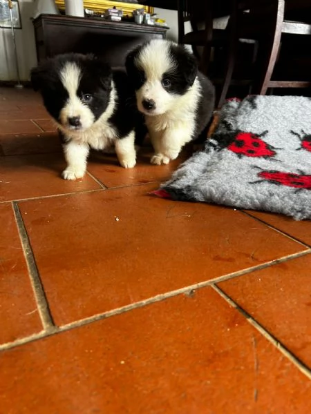 BORDER COLLIE CUCCIOLI DI ALTA GENEALOGIA | Foto 0