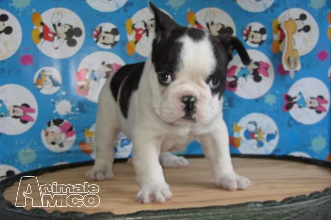 francese bulldog