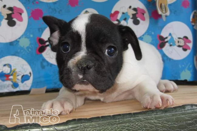francese bulldog | Foto 0