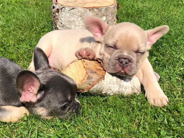 2 bouledogue francesi di alta genealogia | Foto 2