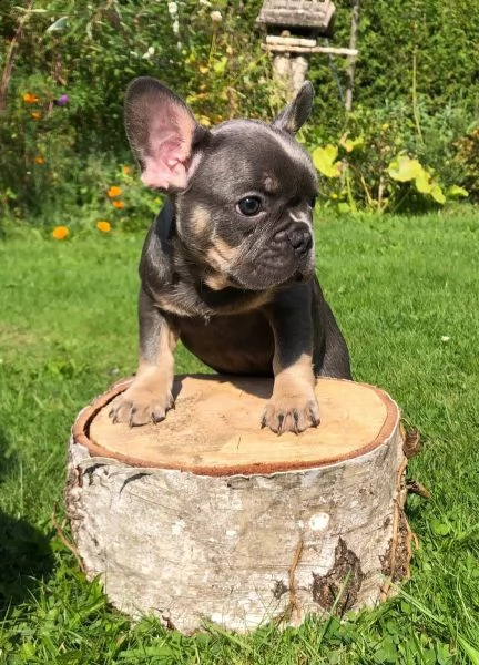 2 bouledogue francesi di alta genealogia | Foto 1