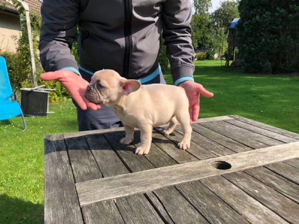 2 bouledogue francesi di alta genealogia | Foto 0