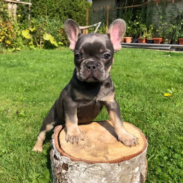 2 bouledogue francesi di alta genealogia