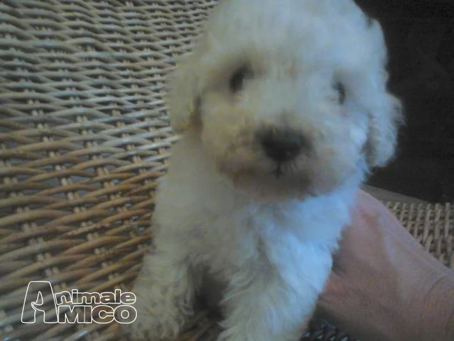 barboncino mini toy | Foto 0