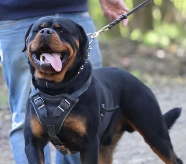 cuccioli di rottweiler con pedigree