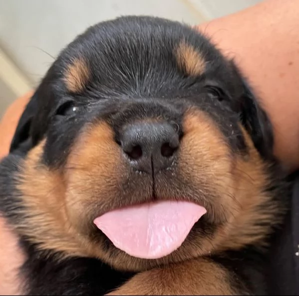 cuccioli di rottweiler con pedigree | Foto 2