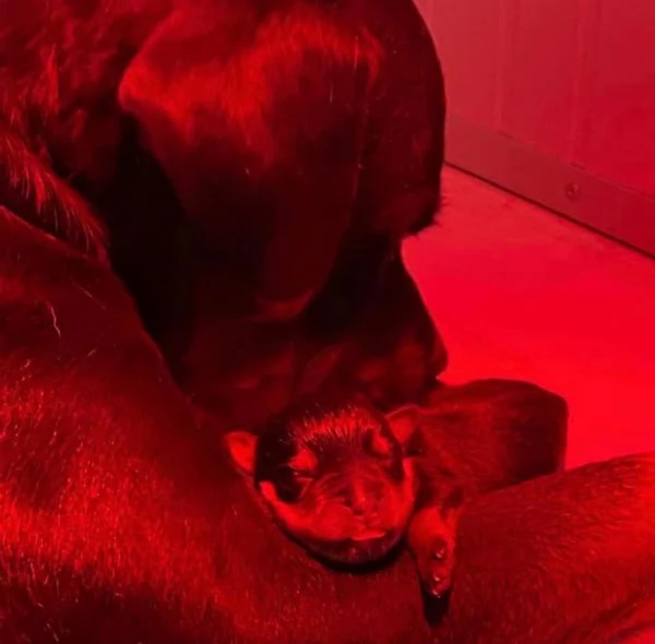 cuccioli di rottweiler con pedigree | Foto 1