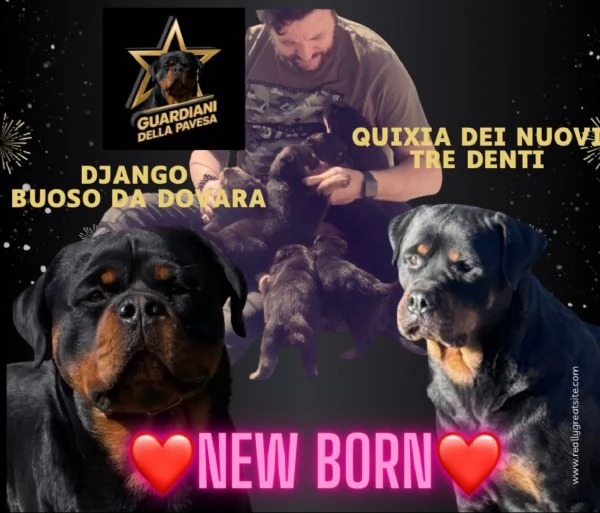 cuccioli di rottweiler con pedigree | Foto 0