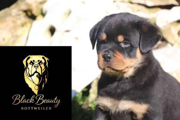 MERAVIGLIOSO MASCHIO ROTTWEILER CON PEDIGREE ENCI | Foto 1