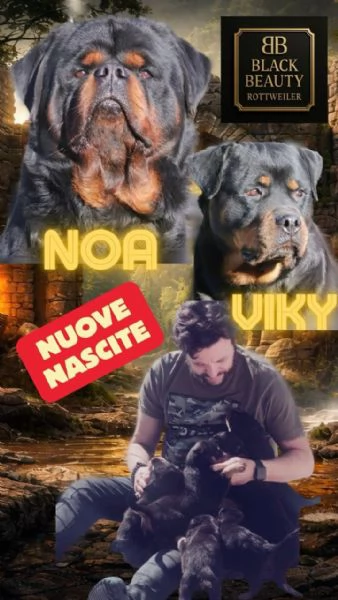 MERAVIGLIOSO MASCHIO ROTTWEILER CON PEDIGREE ENCI | Foto 0