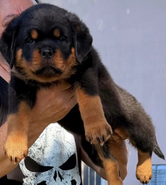 rottweiler con pedigree enci CUCCIOLI DISPONIBILI