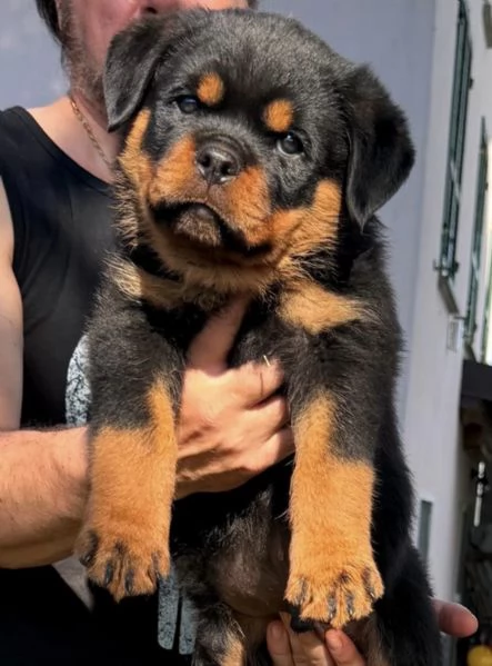 rottweiler con pedigree enci CUCCIOLI DISPONIBILI | Foto 4
