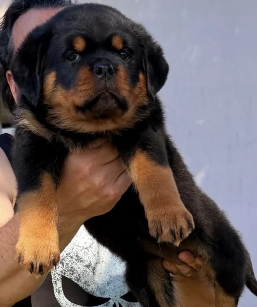 rottweiler con pedigree enci CUCCIOLI DISPONIBILI | Foto 3