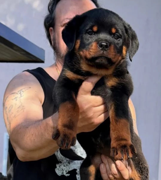 rottweiler con pedigree enci CUCCIOLI DISPONIBILI | Foto 2