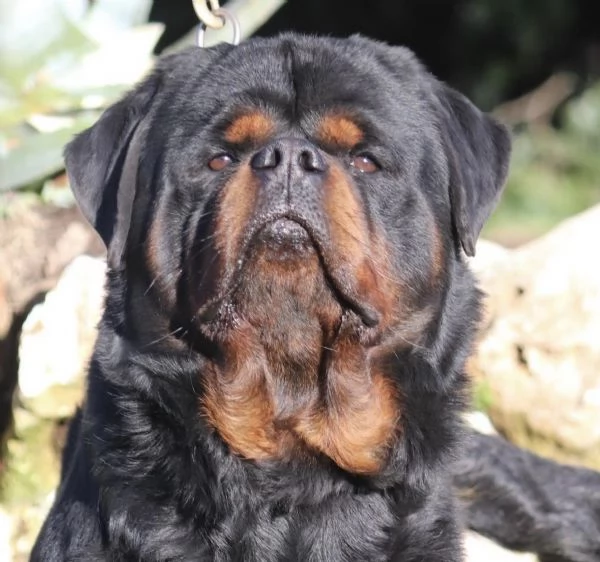rottweiler con pedigree enci CUCCIOLI DISPONIBILI | Foto 1